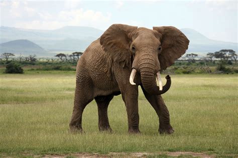 African Elephant bet365