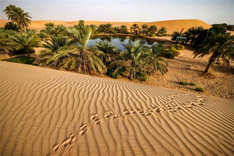 Arabian Oasis Betway