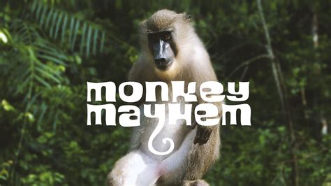 Monkey Mayhem 1xbet
