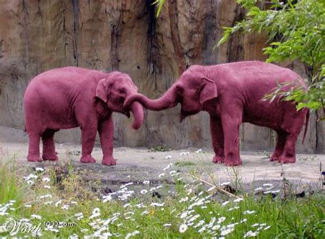 Pink Elephants Betway