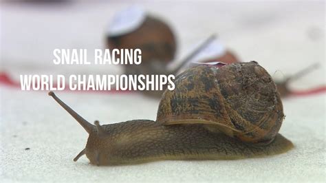 Snail Race Betfair