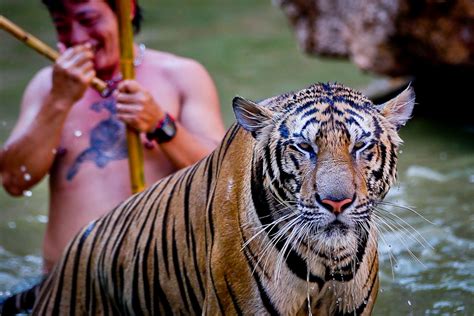 Tiger Temple Blaze